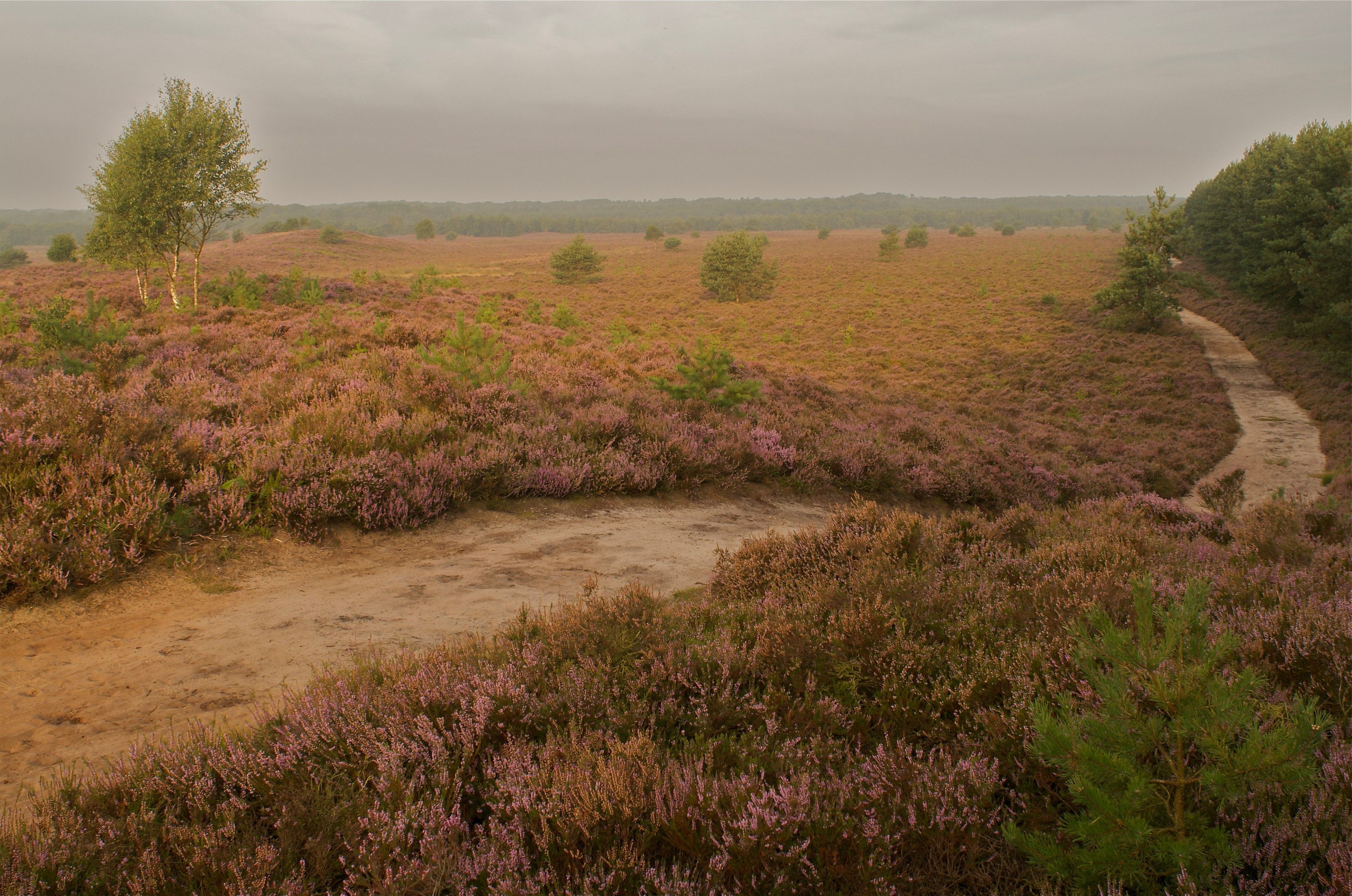 Heide Kroondomein Het Loo